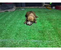 American Staffordshire Terrier