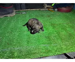 American Staffordshire Terrier