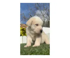 MASTINES machos y hembras