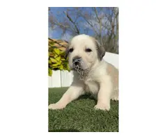 MASTINES machos y hembras