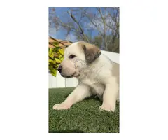 MASTINES machos y hembras