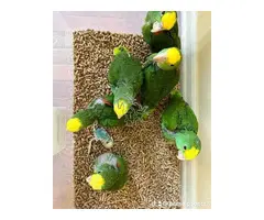 Desde huevos diminutos hasta leyendas parlantes: ¡Loros grises africanos y más!