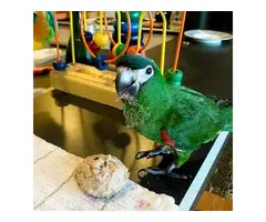 Desde huevos diminutos hasta leyendas parlantes: ¡Loros grises africanos y más!