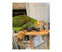 Desde huevos diminutos hasta leyendas parlantes: ¡Loros grises africanos y más!