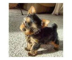 Adopcion mes de marzo