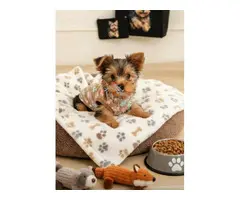 Adopcion mes de marzo