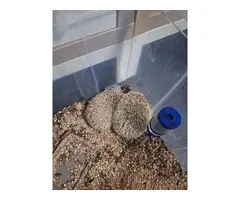 Regalo pareja de erizos