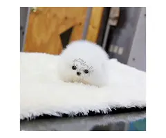 REGALO CACHORROS DE LULU POMERANIA MINI TOY