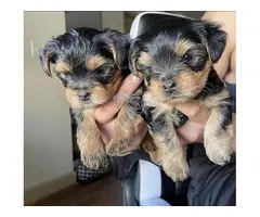 REGALO CACHORROS DE YORKSHIRE TERRIER MINI TOY