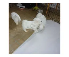 Adorables cachorros malteses de regalo disponibles para adopción (Whatsapp +34614934897)