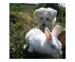 Adorables cachorros malteses de regalo disponibles para adopción (Whatsapp +34614934897)