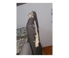 Venta petauros del azúcar