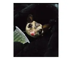 Venta petauros del azúcar