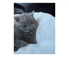 Gatitos británicos de pelo corto disponibles