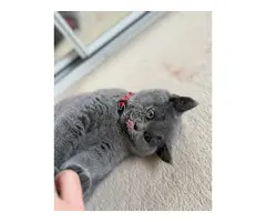 Gatitos británicos de pelo corto disponibles