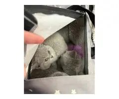 Gatitos británicos de pelo corto disponibles