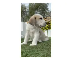 MASTINES machos y hembras