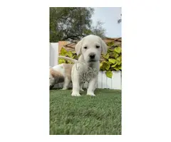 MASTINES machos y hembras