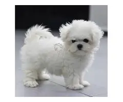 cachorros de Bichon Maltes Mini Toy