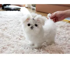 cachorros de Bichon Maltes Mini Toy