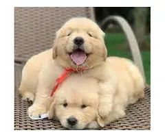 Preciosos cachorros de Golden retriever disponibles