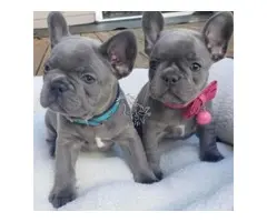 Cachorros Bulldog Frances
