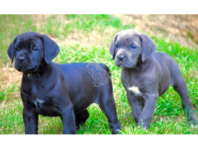 Cane Corso disponibles para adopción - animal plus (Spanish)