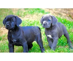 Cane Corso disponibles para adopción