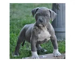 CACHORROS PITBULL AMERICANOS