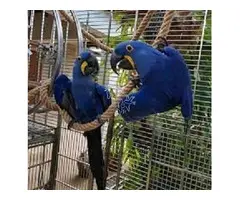 loros Jacintos disponibles