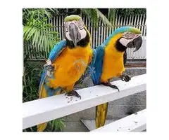 AZULE Y ORO LOROS GUACAMAYOS EN ADOPCION