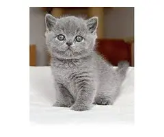 Gatitos británicos de pelo corto disponibles