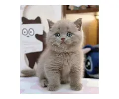 Gatitos británicos de pelo corto disponibles