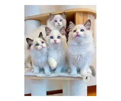 Ragdoll Gatitos disponibles