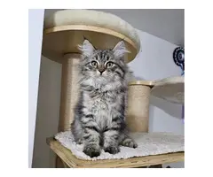 GATITOS SIBERIANO EN ADOPCION