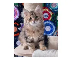 GATITOS SIBERIANO EN ADOPCION