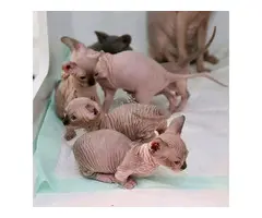 Lindos Gatitos Sphynx