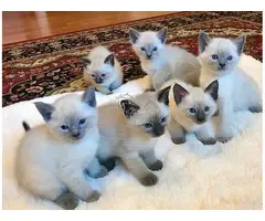 Gatitos siameses en adopción