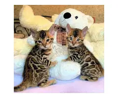 GATO BENGALA EN ADOPCION