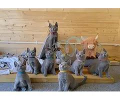 GATITOS AZULES RUSOS