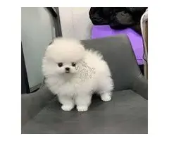 PERRITOS DE POMERANIAN EN ADOPCION