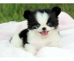 PERRITOS DE POMERANIAN EN ADOPCION