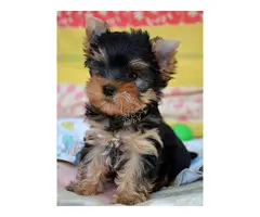 Cachorritos Yorkshire mini Machos y hembras disponibles