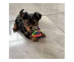 Cachorritos Yorkshire mini Machos y hembras disponibles