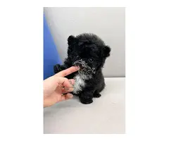 Cachorros Caniches mini toy