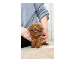 Cachorros Caniches mini toy