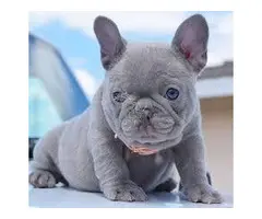 Cachorros Bulldog Frances