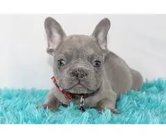 Cachorros Bulldog Frances