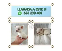 chihuahua linea rusa