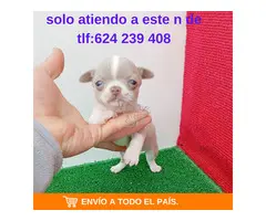 chihuahua linea rusa